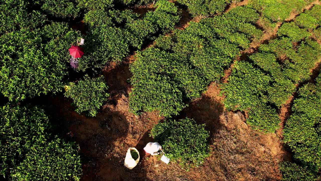 在茶园采摘茶叶，鸟瞰。在印度穆纳尔的一个茶园里收获印度茶叶。手工采茶。视频下载