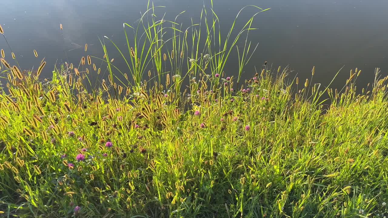 不同的草岸边的水库与平静的水视频下载