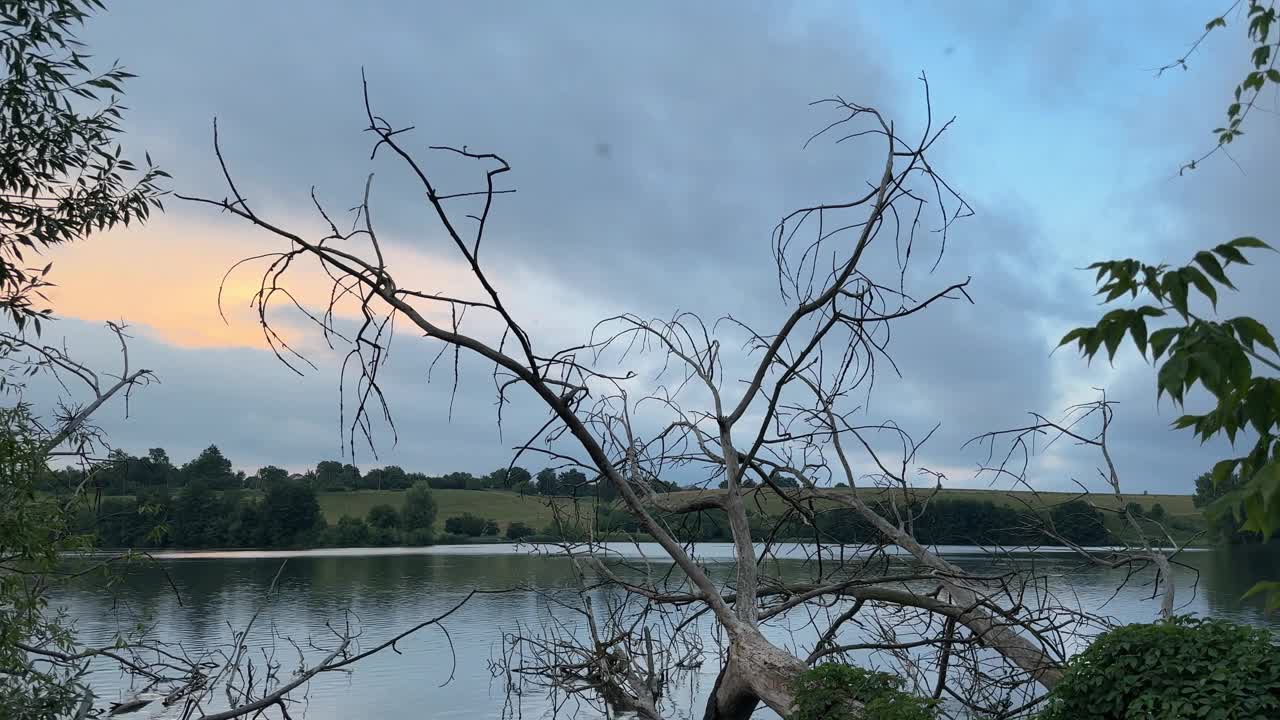 池塘里有倒在水中的树，在夏天阴天的傍晚视频下载