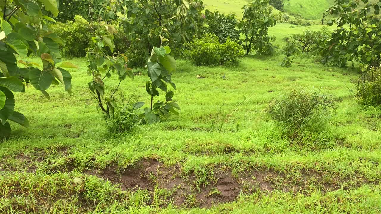 在印度马哈拉施特拉邦康坎的帕坦，季风期间看到的郁郁葱葱的绿色风景视频下载