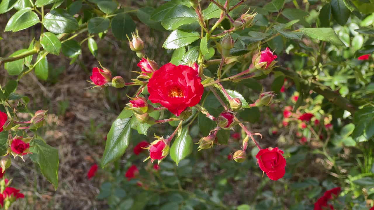 花园玫瑰枝上开着小红花，俯视图视频下载