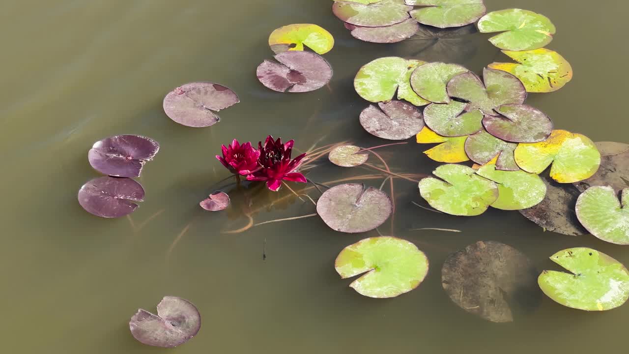 阳光明媚的日子里，水面上的红色睡莲，俯视图视频下载