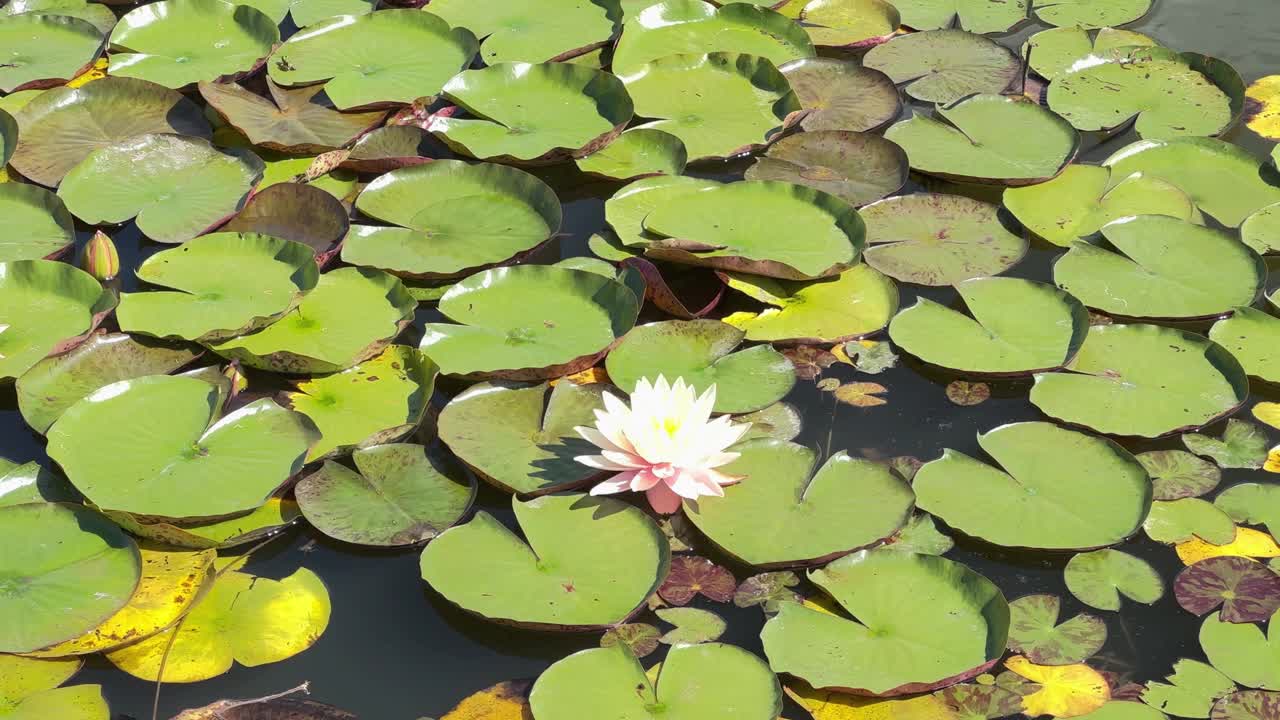 粉色睡莲在水面上在阳光明媚的日子，俯视图视频下载