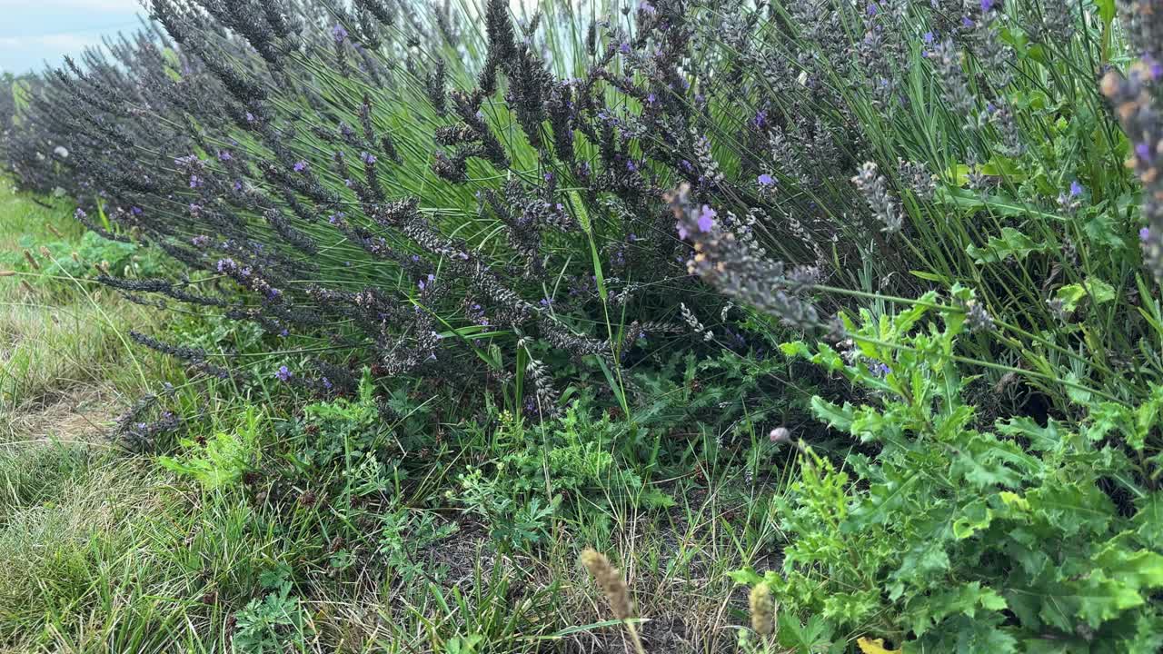 傍晚，田野上盛开的薰衣草丛映衬着天空视频下载