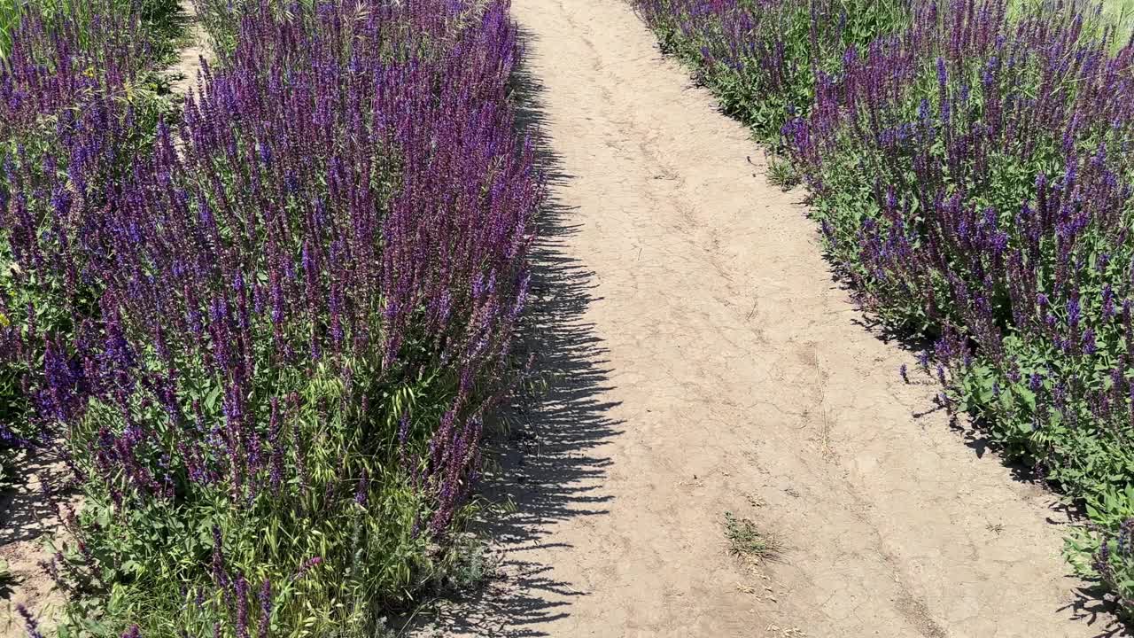 盛开的林地鼠尾草在阳光明媚的日子里的土路旁视频下载