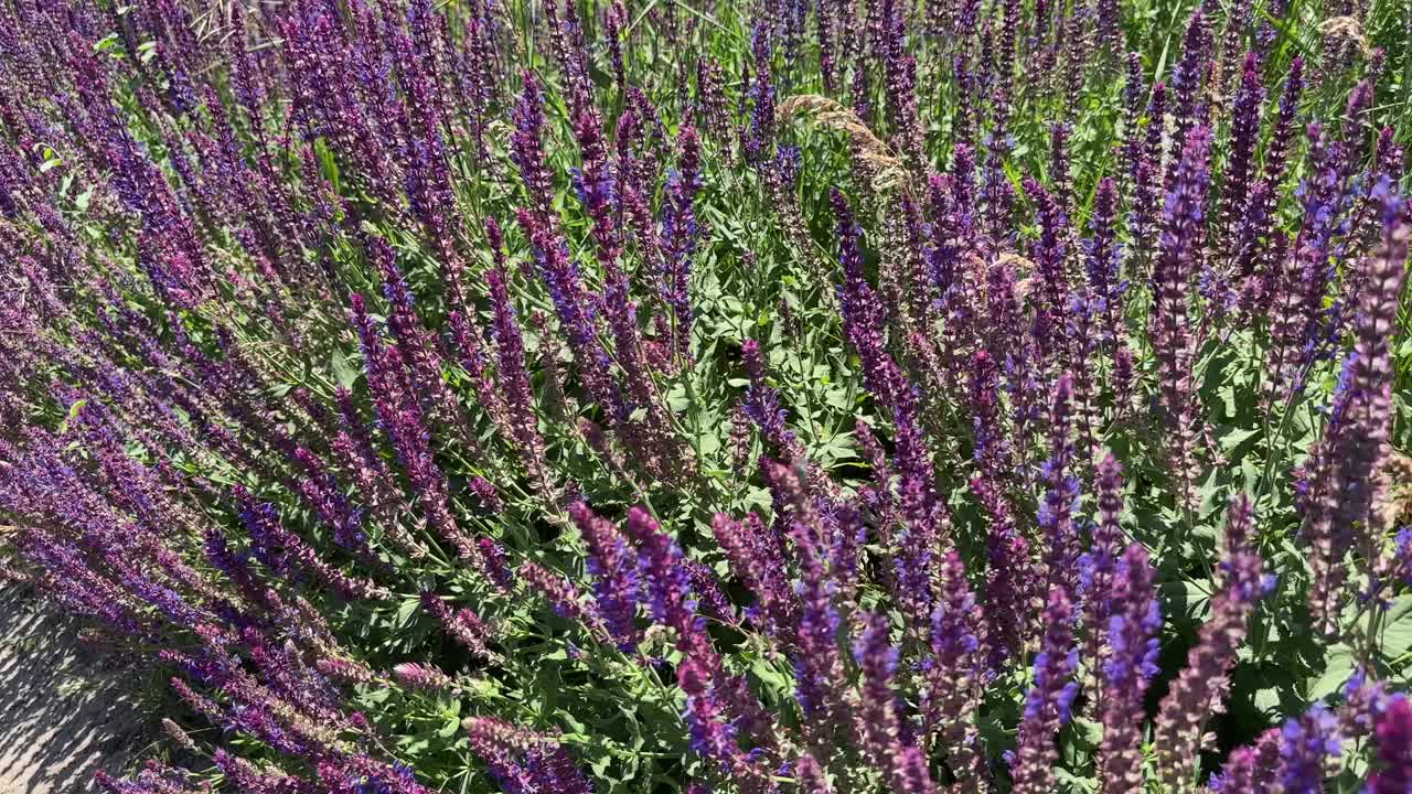 夏季晴天的鼠尾草花序特写视频下载