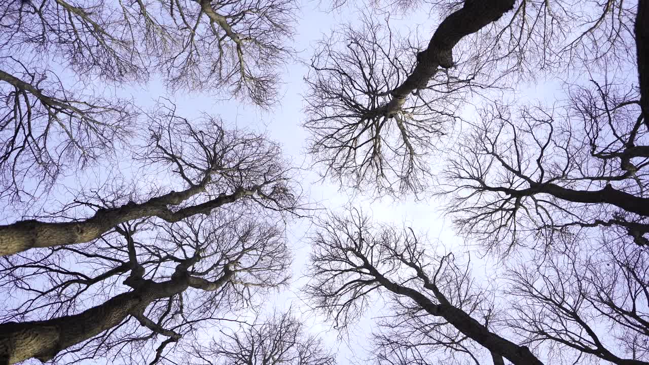 树梢随风飘动视频下载