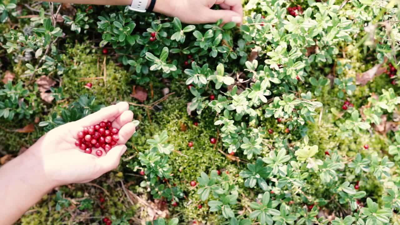 在森林里收割越橘的妇女视频下载