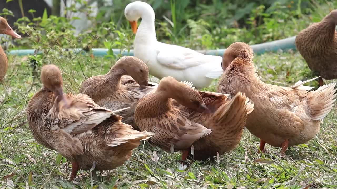 一群孟加拉当地的鸭子在池塘里游泳后，站在草地上挠着自己的身体。视频素材