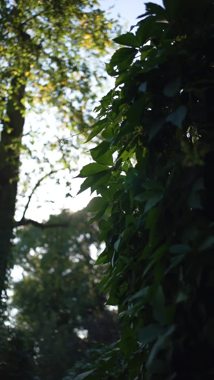 新鲜的绿叶灌木在日落的特写，自然的绿色背景，攀缘植物和阳光户外，垂直视频镜头视频下载