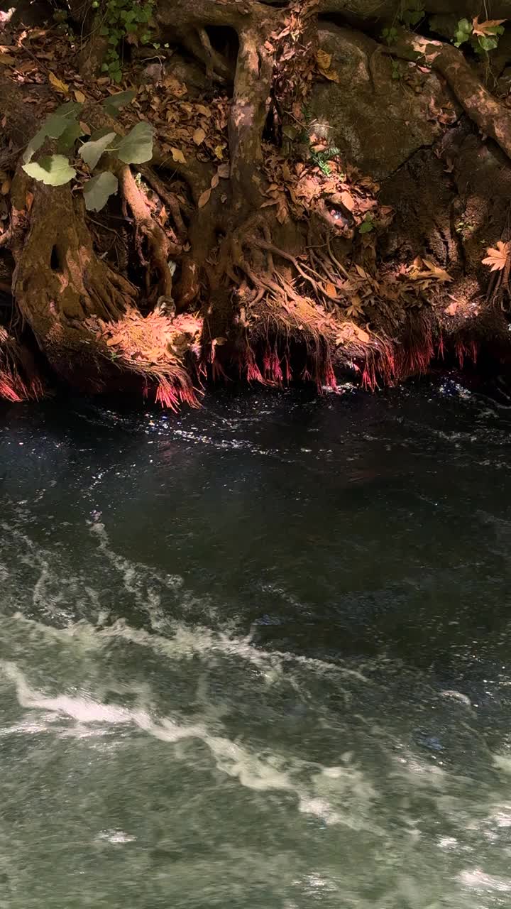 美丽的河流在森林里视频下载