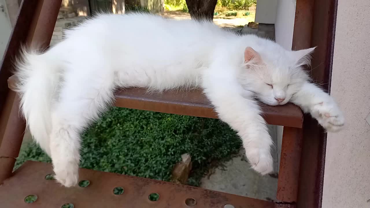 白猫安详地睡在外面的铁楼梯台阶上。毛茸茸的猫在炎热的夏日里躺在树荫下休息。微风吹动动物的长毛视频下载