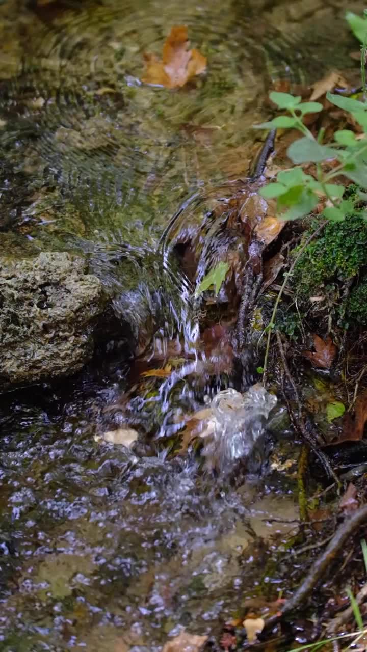 干树叶视频下载