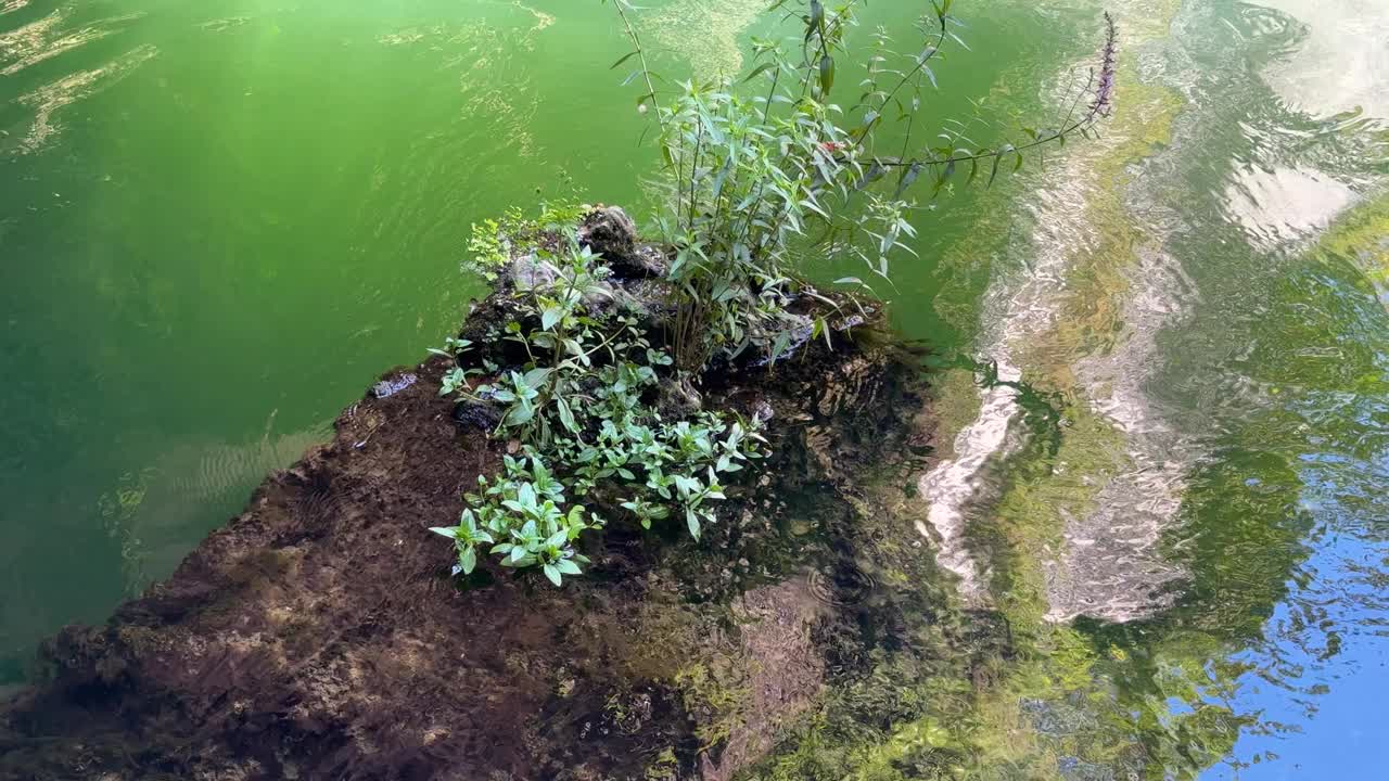 美丽的河流在森林里视频下载