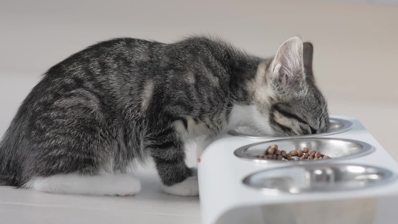 家猫开心地吃着碗，无忧无虑地享受着宠物生活和营养丰富的猫粮。猫沉迷于碗里的食物，展示了满足无忧无虑的宠物世界和健康的猫营养。视频下载