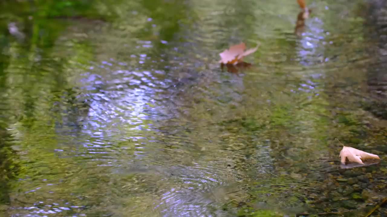 干树叶视频下载