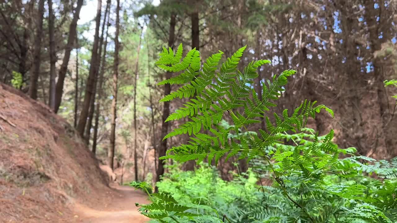 一条宁静的森林小径被郁郁葱葱、充满活力的绿色蕨类植物和高大的树木所包围视频素材