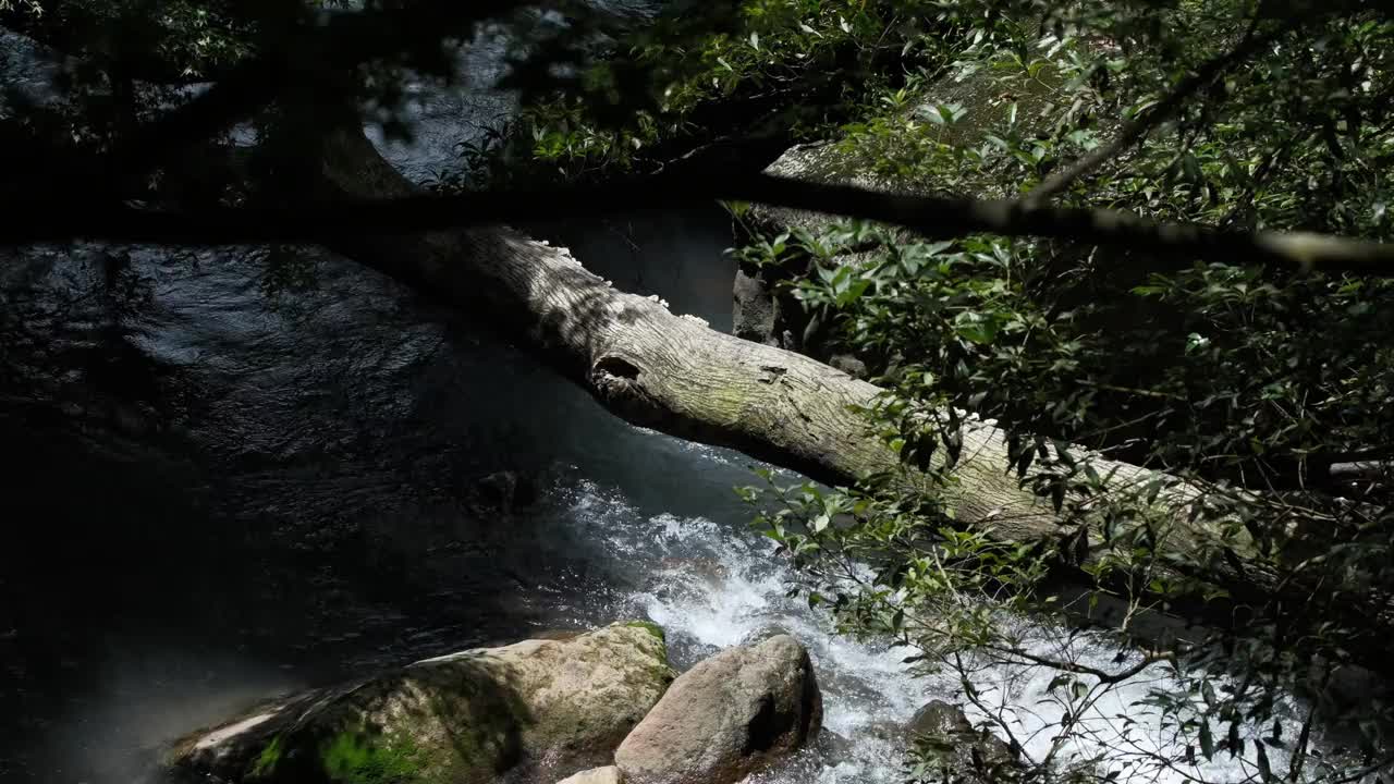 美丽的河水流经森林视频下载