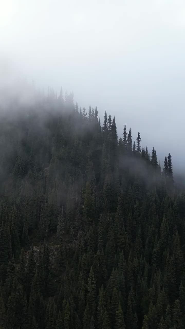 迷雾山森林。加拿大自然景观。加拿大不列颠哥伦比亚省。视频下载