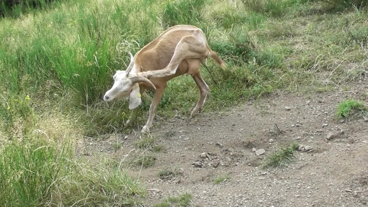 野生的棕色山羊视频下载