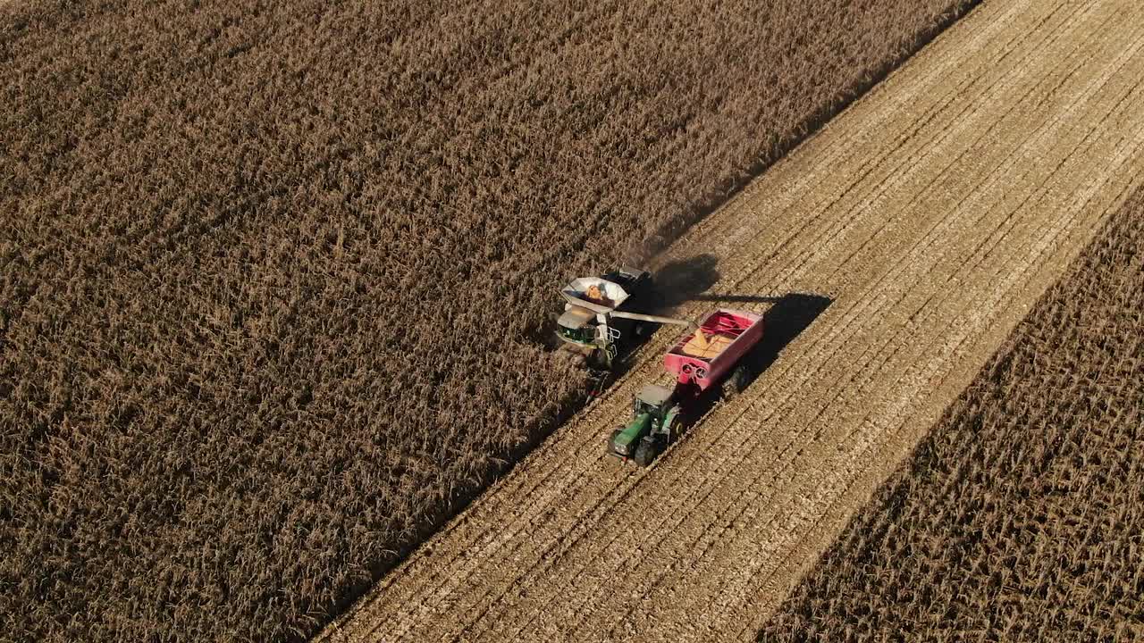 秋田和收获过程俯视图。Harvester-combine。产量增加，经济成功，资金土地投入农业。在金色的土地上收获玉米。视频下载