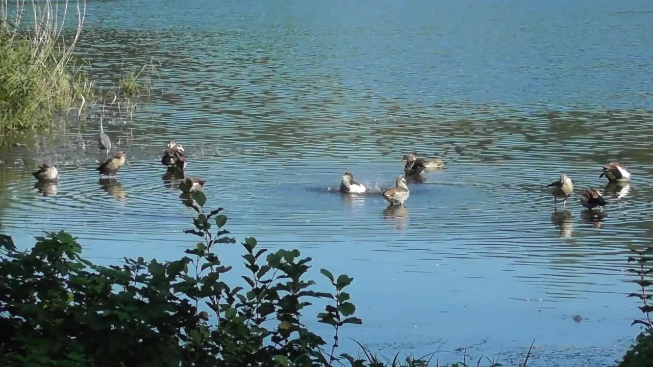 湖中的鹅视频下载