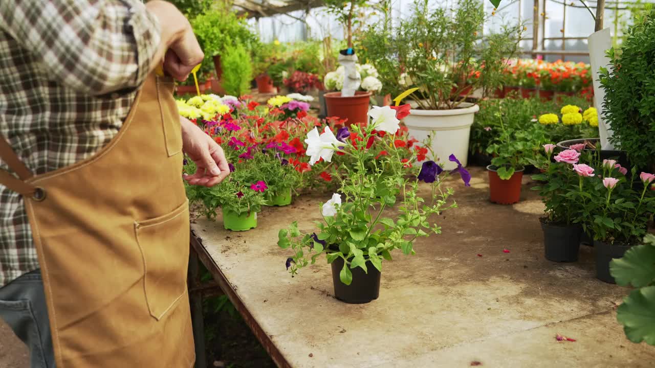 熟练的苗圃工人使盆栽植物恢复活力，用专业的护理和修剪培育花朵视频下载