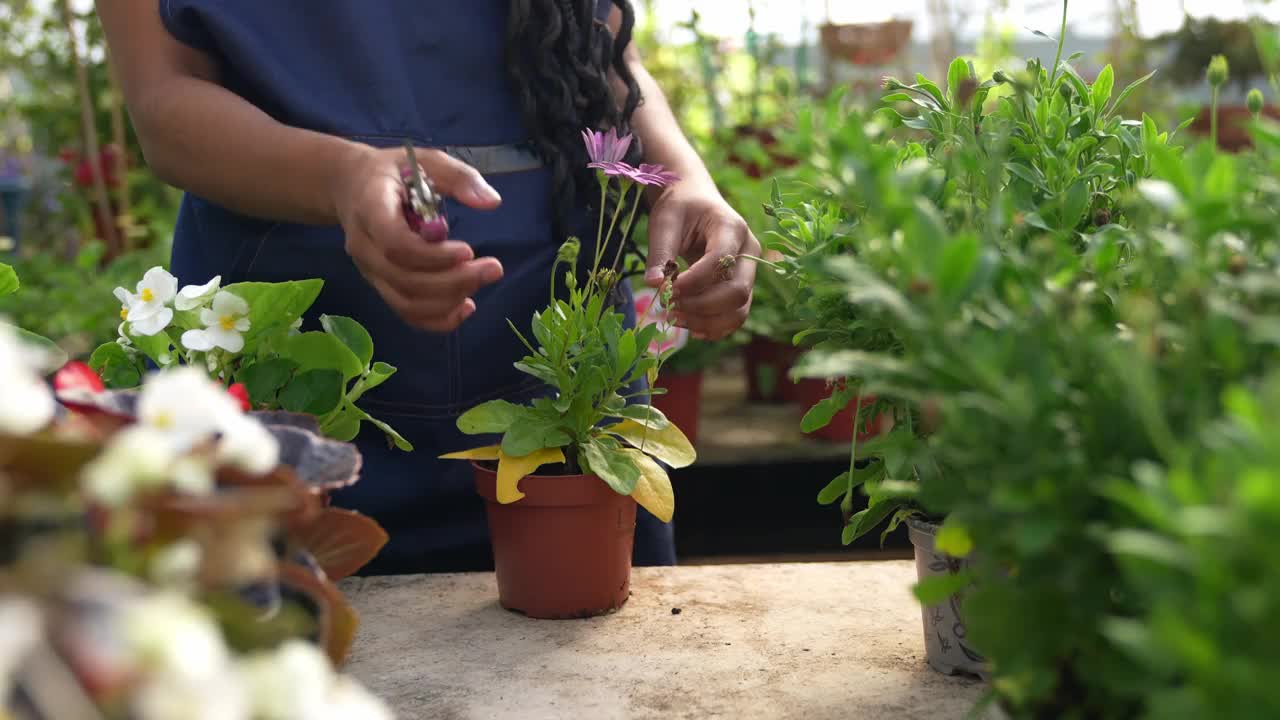 非洲妇女在温室里修剪盆栽植物的特写视频素材