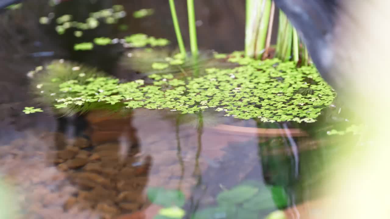 一个有许多medaka游泳的水池视频下载