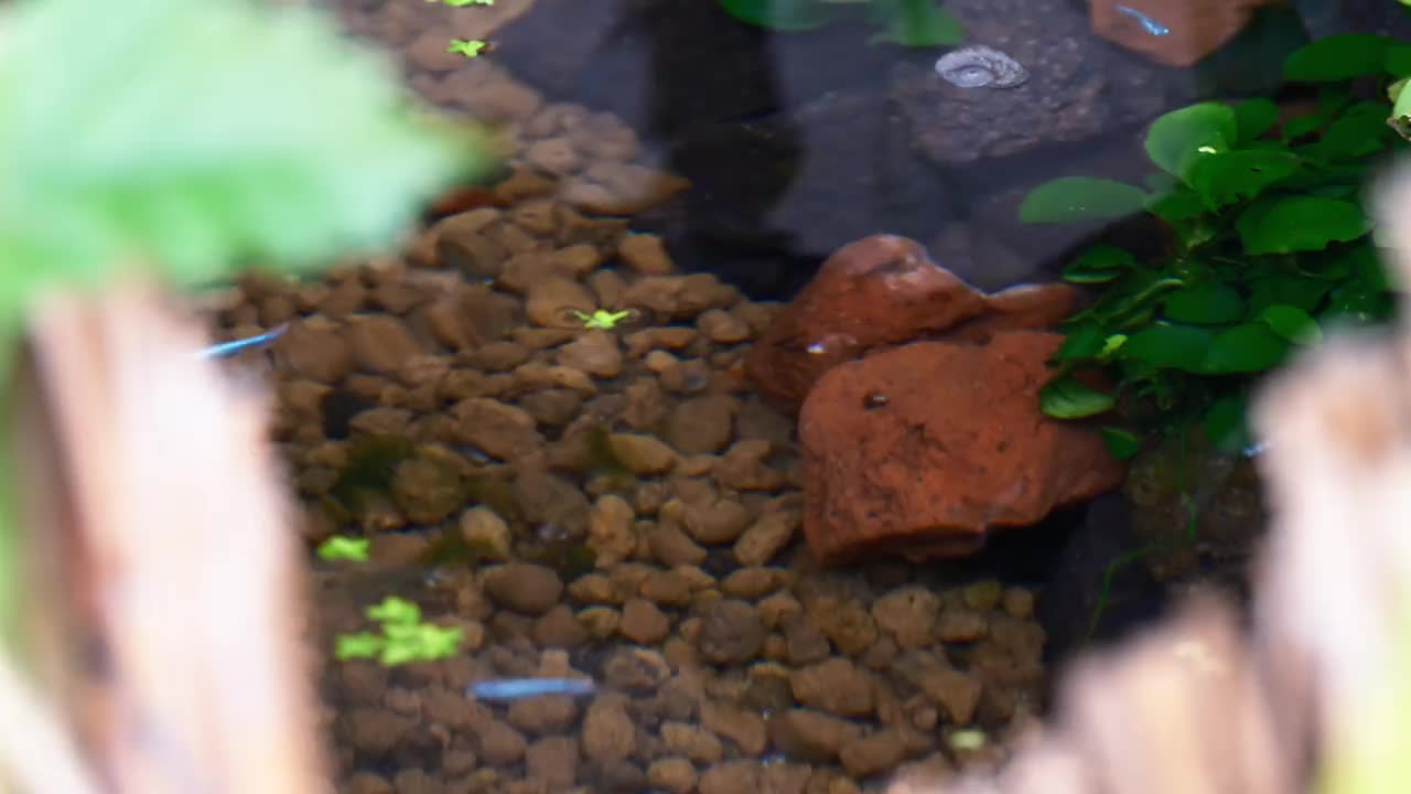 装满Akadama土的鱼缸视频下载