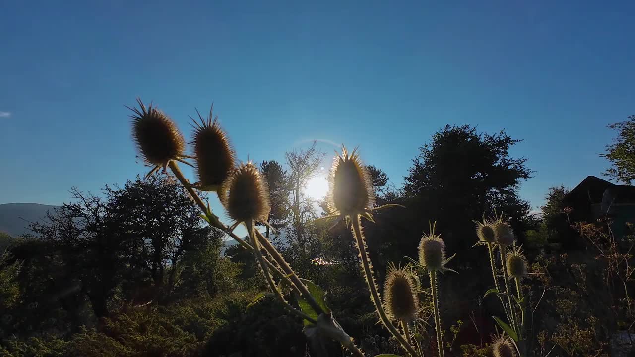 干带刺花视频下载