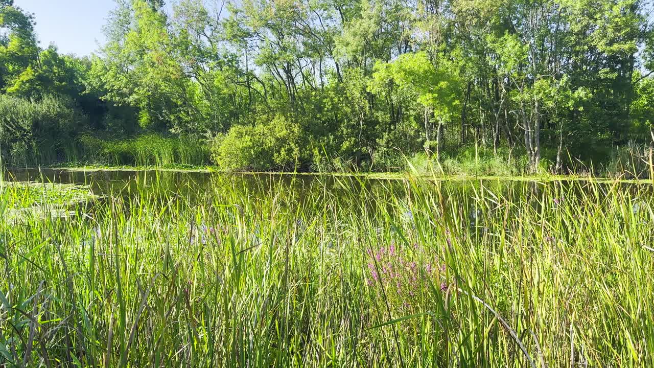 宁静的睡莲在一个宁静的淹没森林设置视频下载