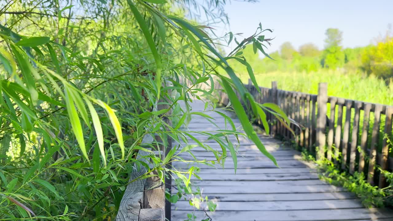 一家人穿过森林里风景优美的木桥视频下载