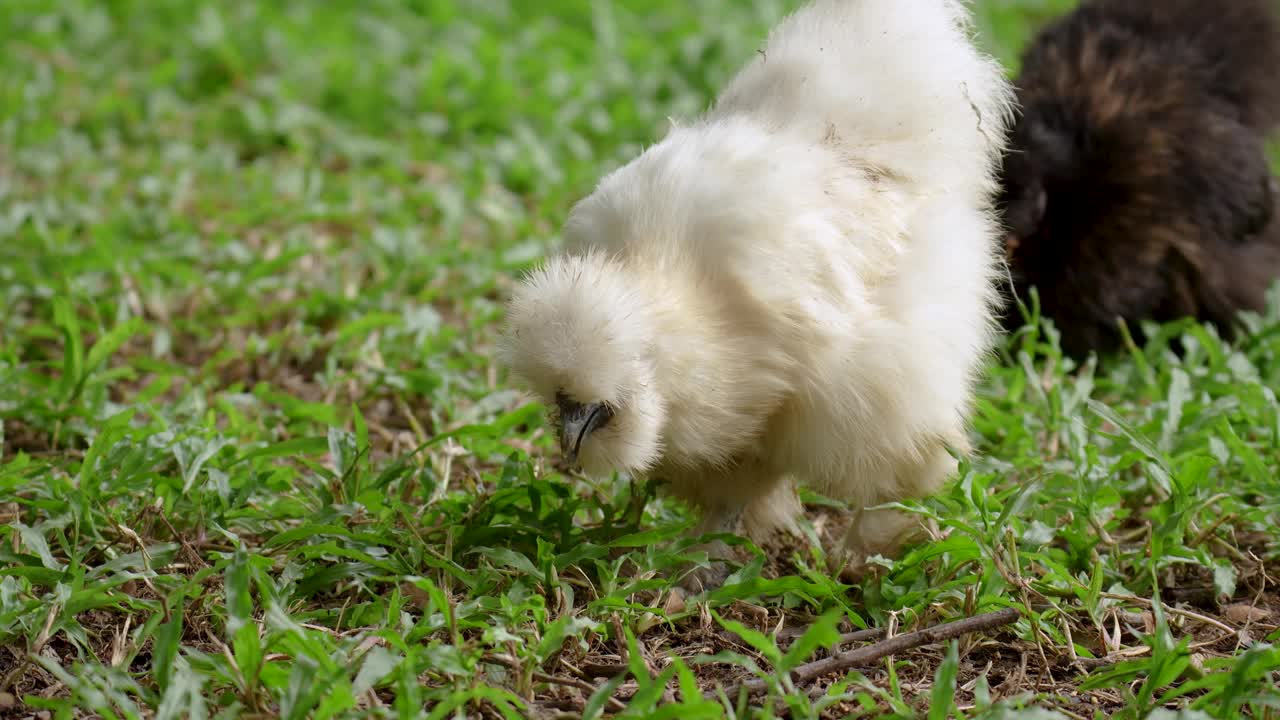 美丽的中国白丝鸡在花园里吃。视频下载