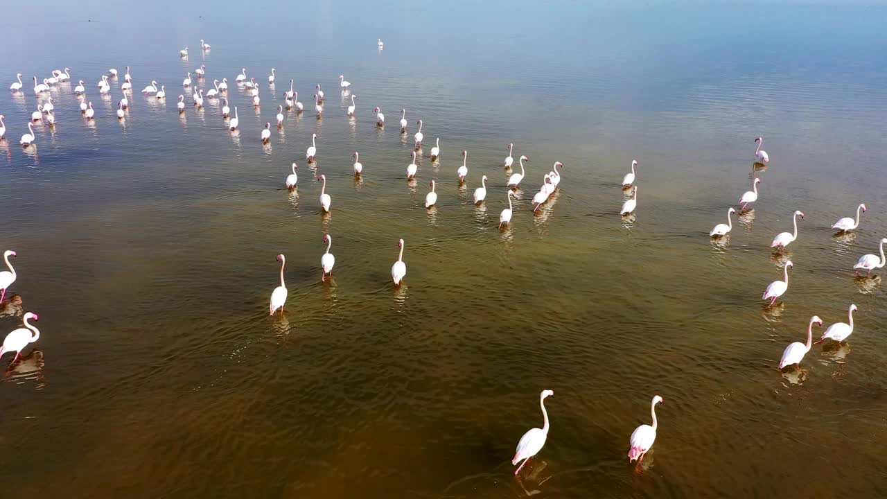 一群火烈鸟
火烈鸟群居，是一个相互依存的社会。它们在浅湖里觅食和生活。他们自由地飞翔，在大自然母亲的爱中寻求庇护视频素材