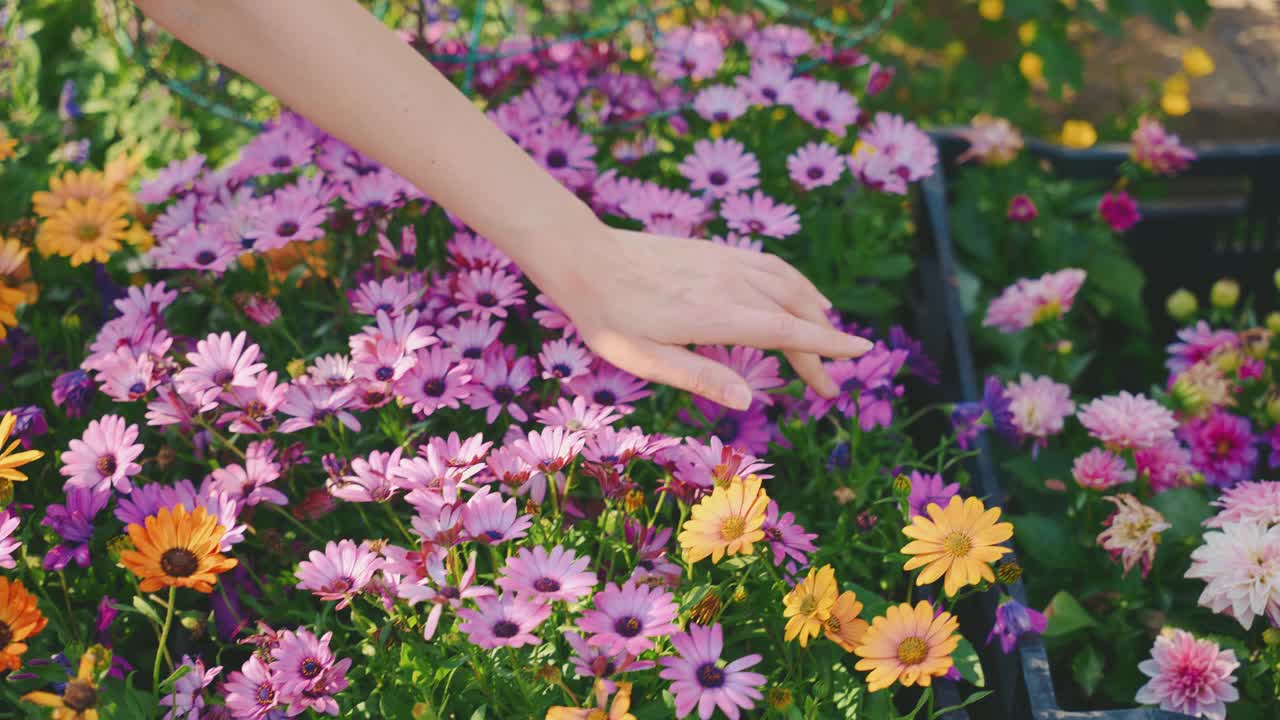 女园丁手特写触摸笔触紫色橙色洋甘菊花视频素材