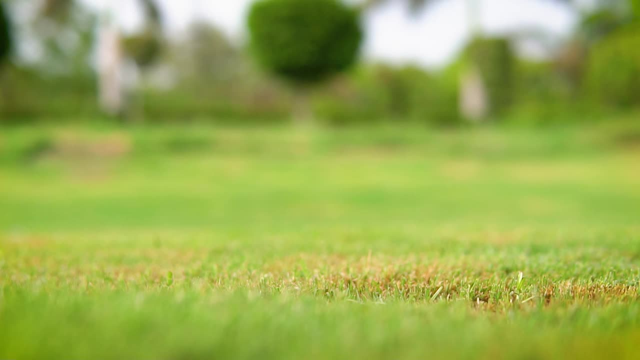 一个女人赤脚漫步在公园里新鲜的绿草地上的特写。视频下载