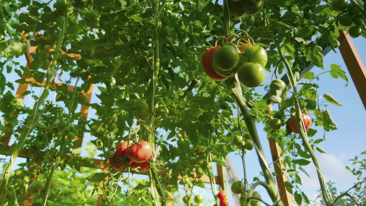 温室里的西红柿在不同的成熟阶段在4k视频素材