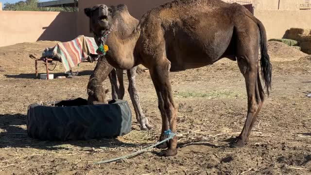 骆驼特写视频下载