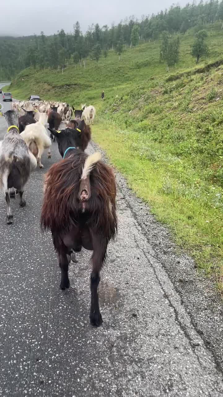 山里的山羊视频素材