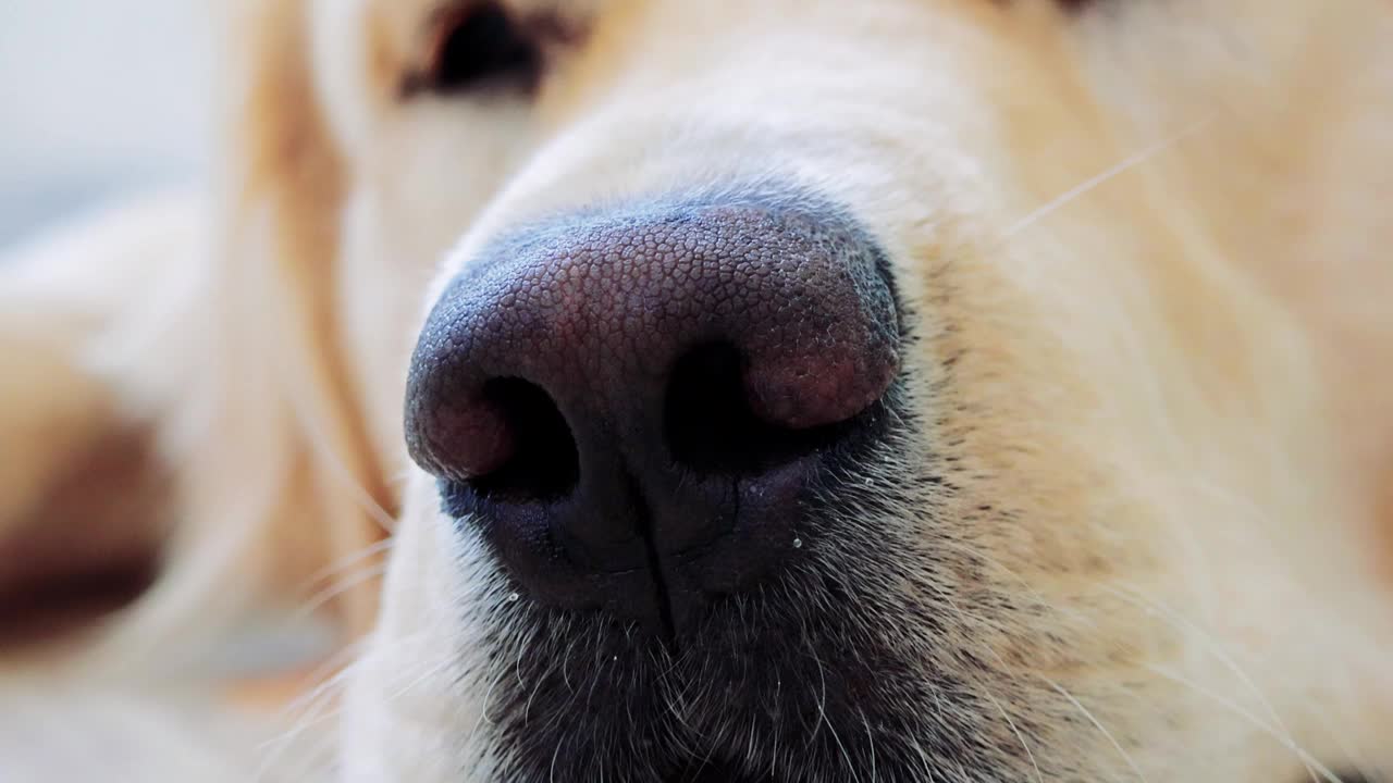 安详的金毛猎犬正在舒适地休息。视频集中在它的鼻子上，捕捉到它轻柔的呼吸和宁静视频下载