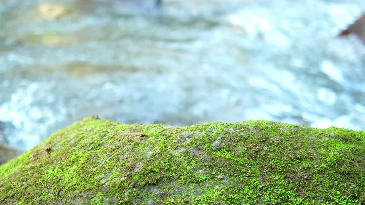 绿色的苔藓覆盖着岩石，天然水流过模糊的背景。视频素材