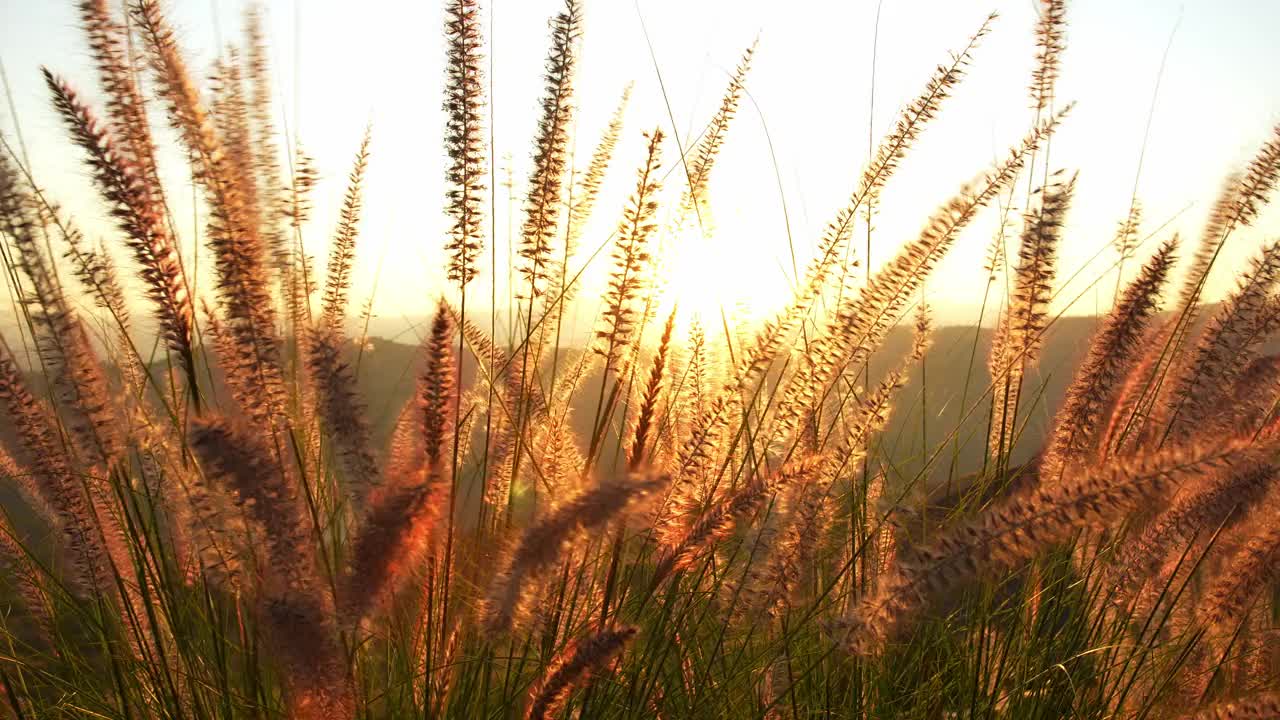 夕阳西下时，金色的阳光穿过山顶的草地。视频素材