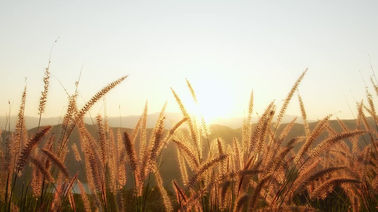 夕阳西下时，金色的阳光穿过山顶的草地。视频素材