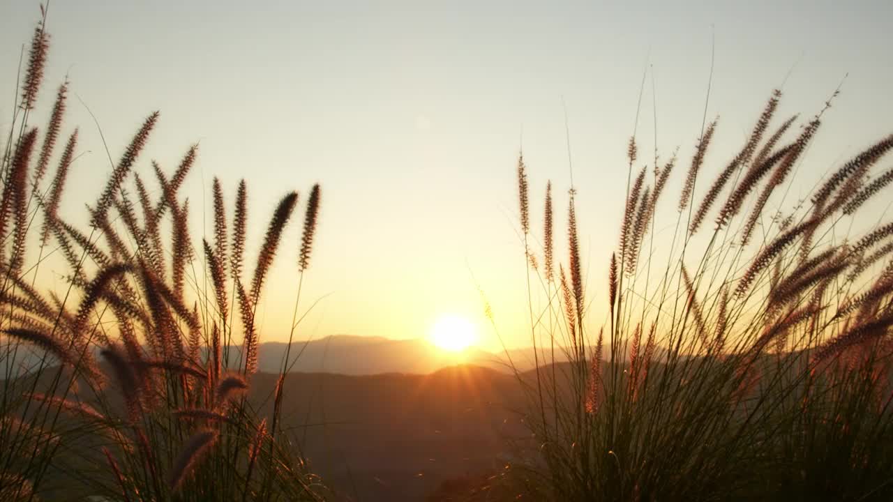 夕阳西下时，金色的阳光穿过山顶的草地。视频素材