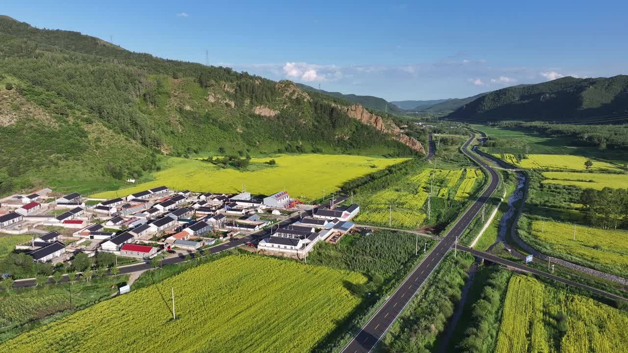 高原农村的油菜花视频下载