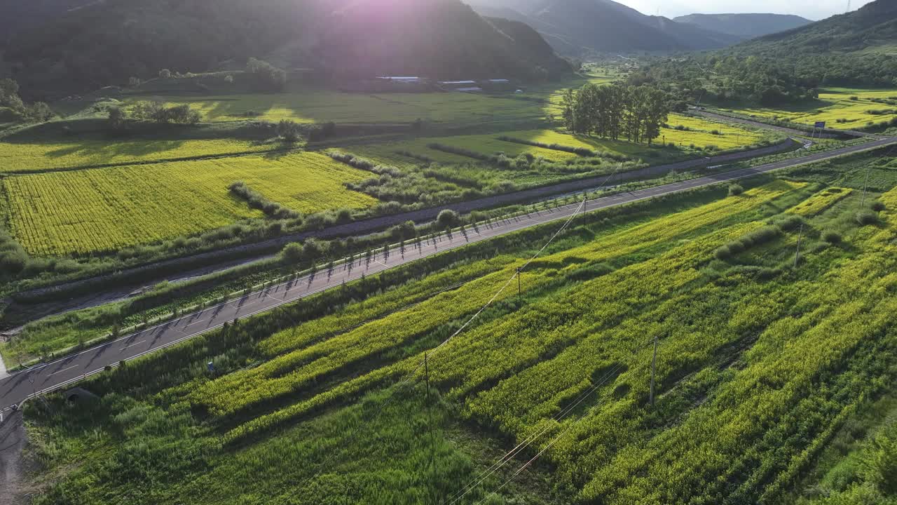 高原农村的油菜花视频下载