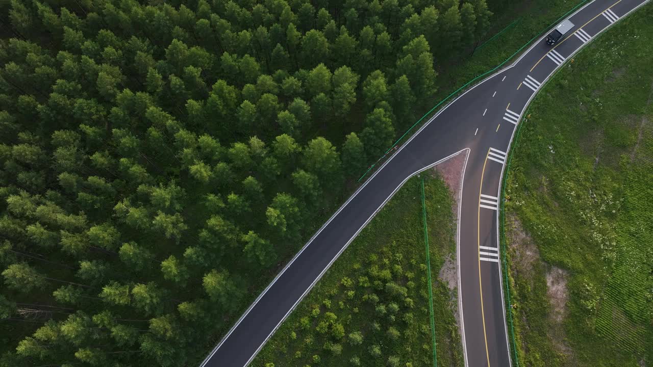 雪松林中的路视频下载