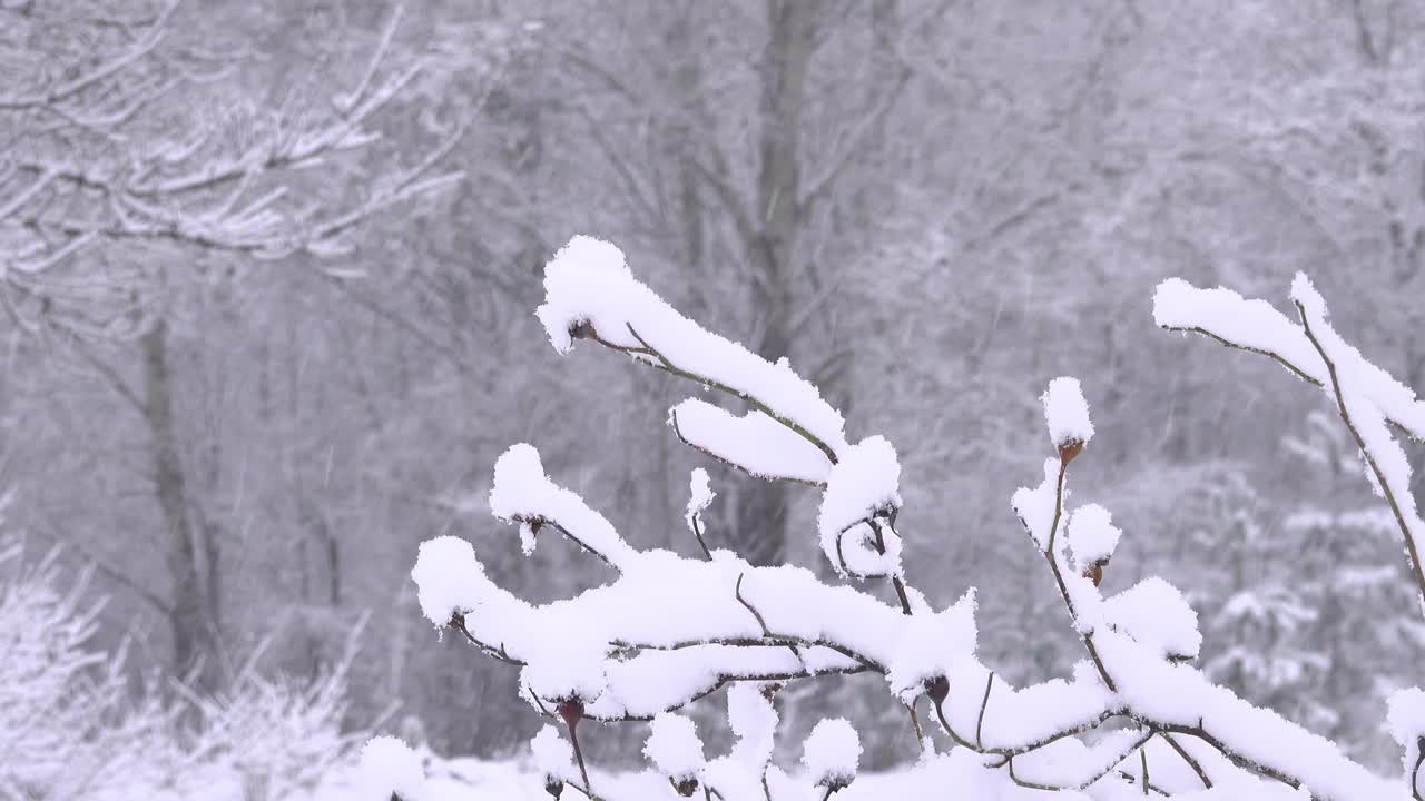 一枝玫瑰果枝在雪地上模糊地映衬着森林和飘落的雪花。视频素材