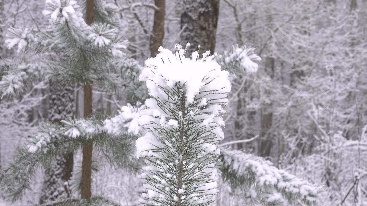 在森林模糊的背景上，雪中的一根松树枝。视频下载